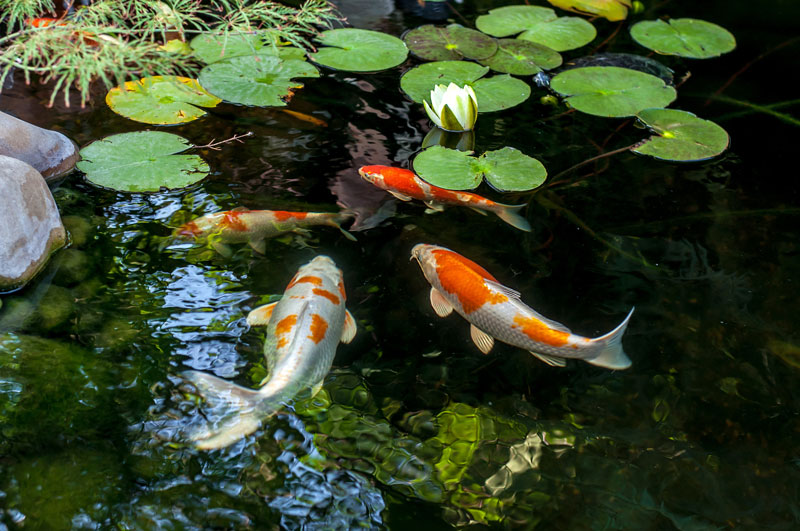 fish-cta-2020 fish-cta-2020