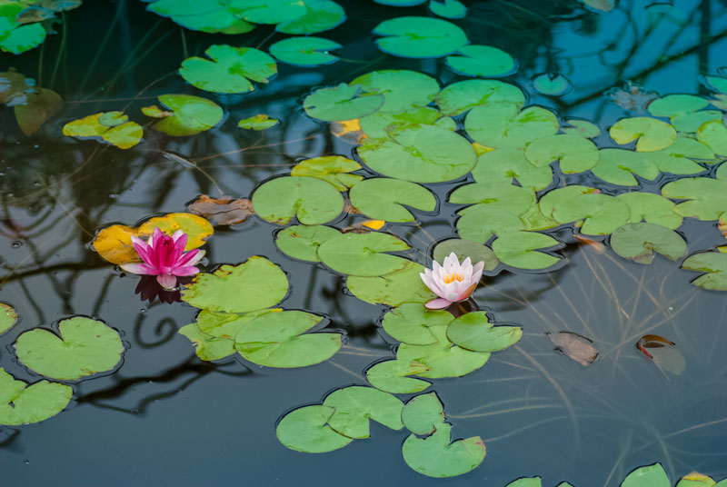 Pond lilies are taking over the surface of my pond. What should I do? - AZPonds & Supplies