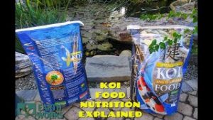 Fish Food Videos