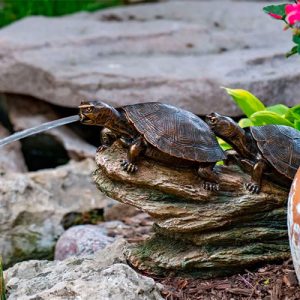 Aquascape Double Turtle on Log Spitter - 78372